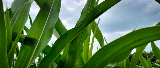 Tło z liśćmi kukurydzy © michalsen