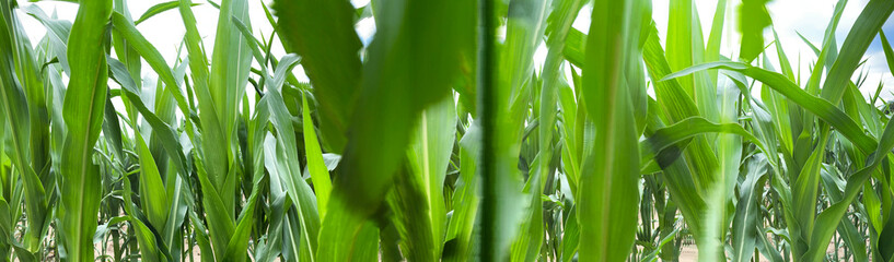 Tło z liśćmi kukurydzy