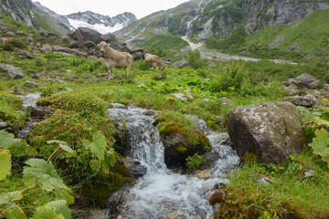 Kühe auf einer Almwiese mit kleinem Gebirgsbach