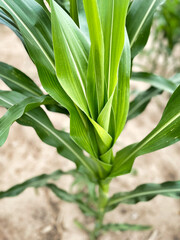 Obraz premium Tło z liśćmi kukurydzy