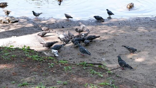 Pigeons eat on the shore of the pond. Birds. Ducks.