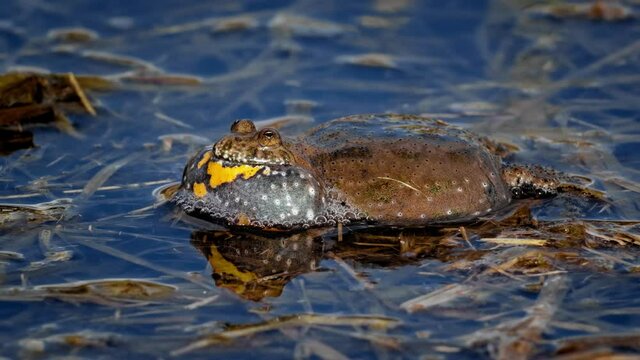 European fire-bellied toad (Bombina bombina) call, orange frog in water calling
