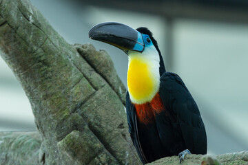 Obraz premium The channel-billed toucan close up (Ramphastos vitellinus) close up on a branch in south america.
