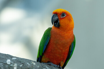 A Jenday Conure or jandaya parakeet (Aratinga jandaya) perched in a tree close up in Brazil