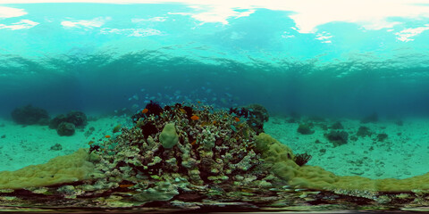 Underwater fish garden reef. Reef coral scene. Seascape under water. Philippines. Virtual Reality 360.