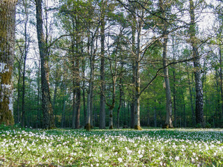 Obraz na płótnie Canvas Flowers in the forest 