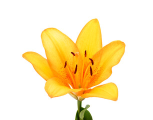 Beautiful orange lily.