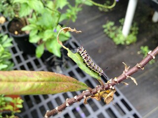Monarch caterpillar on a leaf
