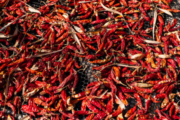 Fototapeta premium red dry chilli