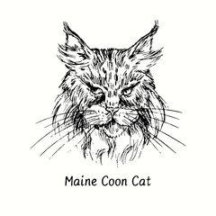 Maine Coon Cat face portrait. Ink black and white doodle drawing in woodcut style.