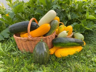 A lot of colorful zucchini of different varieties and sizes are lying in wicker baskets and on the green grass next to a bed of zucchini.