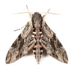 Convolvulus Hawk-moth, (Agrius convolvuli) Gray moth  isolated on white background, top view