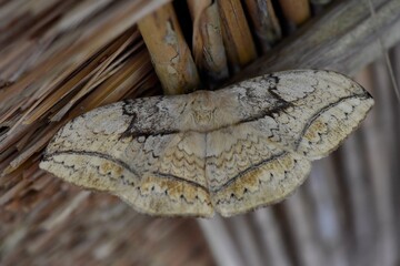 Giant moth of the Philippine Islands