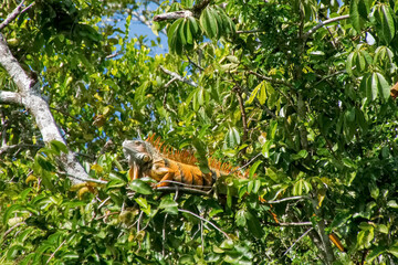 Iguana on the tree