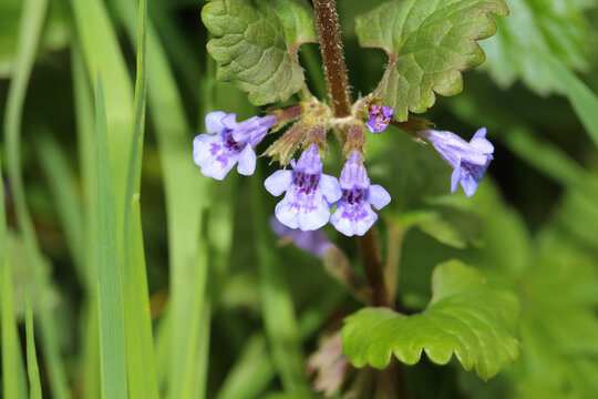 Blaue Bl&uuml;ten der Heilpflanze Gundermann