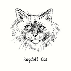 Ragdoll Cat face portrait. Ink black and white doodle drawing in woodcut style.
