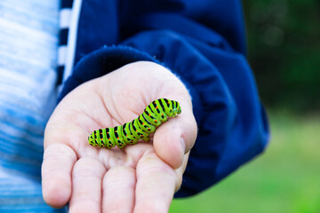 The boy's hands hold a beautiful green swallowtail caterpillar on a bright summer day in nature....
