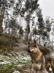 dog in snow