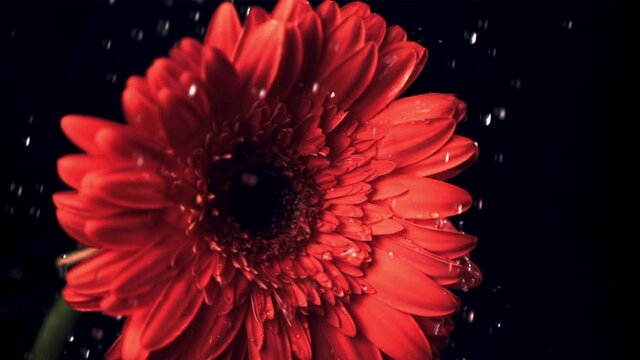 Super slow motion on the flower gerber fall drops of water. On a black background. Filmed on a high-speed camera at 1000 fps.