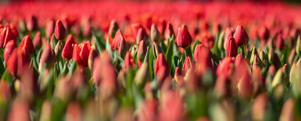 Obraz premium Kolorowe kwitnące tulipany
