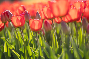 Kolorowe kwitnące tulipany