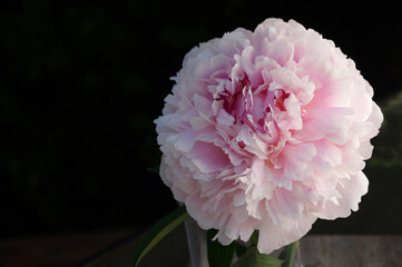 close up of beautiful pink full bloom peony flower 