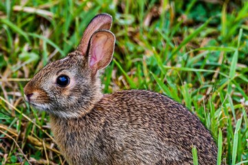 Photo of a Rabbit in the Meadow, Richard M Nixon County Park, Pennsylvania USA