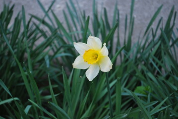 daffodils in spring