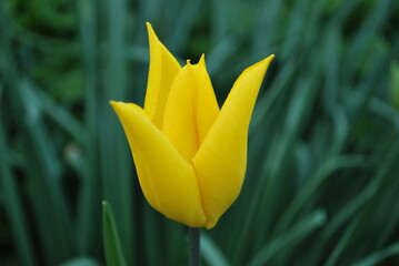 yellow tulip flower