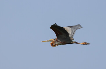 purple heron in flight.The purple heron is a wide-ranging species of wading bird in the heron family, Ardeidae