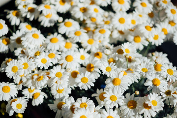 Fototapeta premium little white flower garden