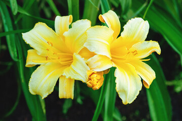 Hemerocallis Mary Todd, yellow daylily, award winning variety (Stout Silver Medal)