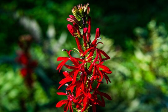 Cardinal Flower in Bloom