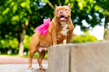 Happy pet American Bully. Portrait of a pregnant dog with a ribbon, a bow on the belly.