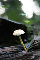 seta en el bosque