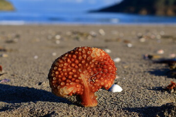 Lo que no quiere el Mar