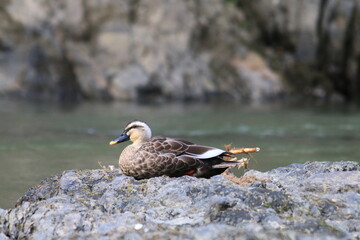 バードウォッチング