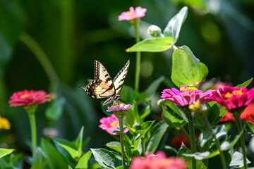 Yellow Swallowtail Butterfly feeding on brightly colored wildflowers in Wisconsin