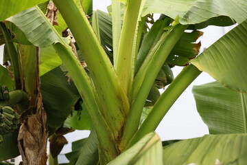 Obraz premium Tropical banana palm leaf, large foliage in rainforest