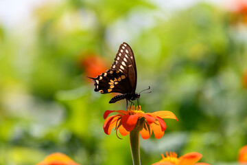 Yellow Swallowtail Butterfly feeding on brightly colored wildflowers in Wisconsin