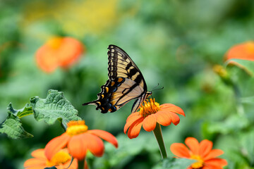 Yellow Swallowtail Butterfly feeding on brightly colored wildflowers in Wisconsin