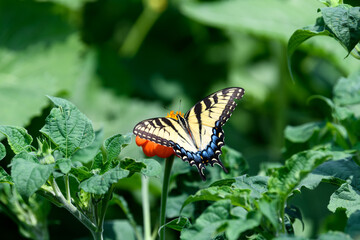 Yellow Swallowtail Butterfly feeding on brightly colored wildflowers in Wisconsin