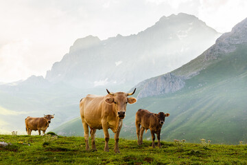 herd of three cows looking at camera in the mountains.