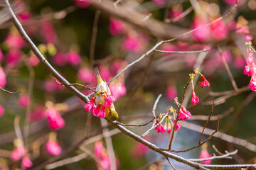 Close up shot of the Warbling white eye on a cherry tree