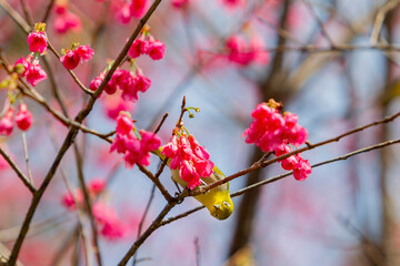 Close up shot of the Warbling white eye on a cherry tree