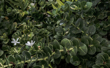 Fototapeta na wymiar Carissa macrocarpa. white flowers and Green leaves background, Natal plum carisse, Shrub native to South africa, Selective focus.