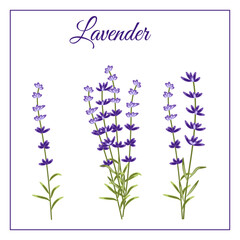Lavender aromatic flowers small bouquet