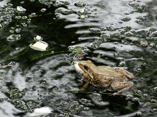 Close up shot of a Hylarana guentheri pond frog