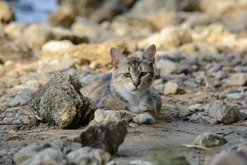 Portrait of a cat with pensive eyes, which lies among the stones on the shore