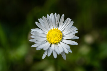 Chamomile flower close up with dark green background.